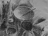 lithographie