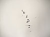 lithographie