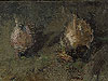 peinture nature morte
