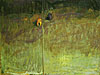 peinture nature morte